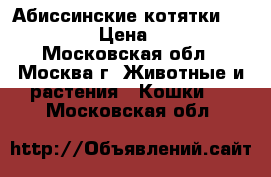 Абиссинские котятки  waildnait › Цена ­ 12 000 - Московская обл., Москва г. Животные и растения » Кошки   . Московская обл.